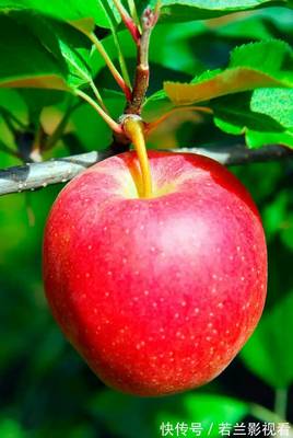 霜降至，這幾種水果與蔬菜寓意喜氣洋洋、健康平安