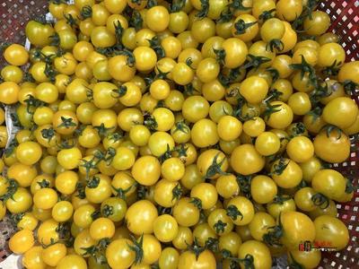 奮進(jìn)的春天|禮泉縣 打造精品高端果業(yè)產(chǎn)區(qū)，品牌化種植推動產(chǎn)業(yè)轉(zhuǎn)型升級