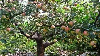 果樹苗圃生產(chǎn)區(qū)域規(guī)劃指南